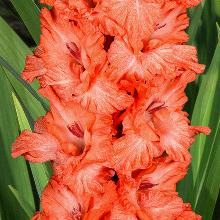 ГЛАДИОЛУС ДЕД МОРОЗ 3шт-пакет