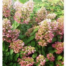 ГОРТЕНЗИЯ МЕТЕЛЬЧАТАЯ АНГЕЛ БЛАНШ пакет