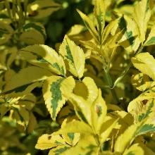 Нажмите чтобы увеличить изображение