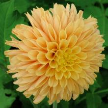 ГЕОРГИНА ГОЛДЕН СЦЕПТЕР пакет