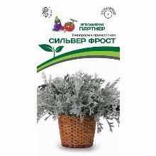ЦИНЕРАРИЯ ПРИМОРСКАЯ СИЛЬВЕР ФРОСТ 15 ШТ партнер