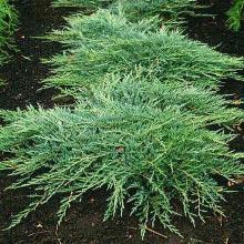 МОЖЖЕВЕЛЬНИК ГОРИЗОНТАЛЬНЫЙ ДЖЕЙД РИВЕР горшок-с3