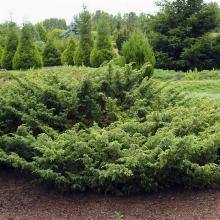 МОЖЖЕВЕЛЬНИК ОБЫКНОВЕННЫЙ ДЕПРЕССА АУРЕЯ горшок-с3