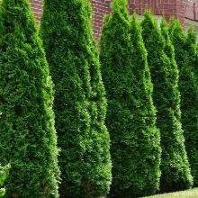 ТУЯ ЗАПАДНАЯ СМАРАГД ПЕТИТ горшок-с3