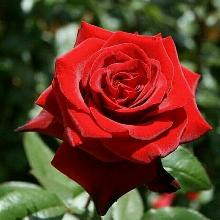 РОЗА ЧАЙНОГИБРИДНАЯ АЛЛИГАТОР пакет