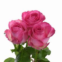 РОЗА ЧАЙНОГИБРИДНАЯ КЕНДИ АВАЛАНЖ пакет