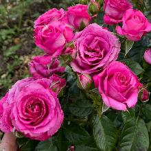 РОЗА СПРЕЙ ПЕРПЛ ИРИШКА пакет