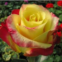 РОЗА ШРАБ ХОТ МЕРЕНГА пакет