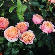 РОЗА АНГЛИЙСКАЯ ЭДИТ пакет