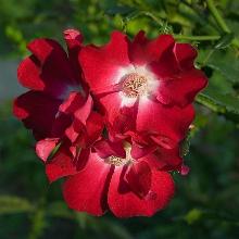 РОЗА ПЛЕТИСТАЯ ДОРТМУНД пакет