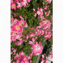 РОЗА ЯПОНСКОЙ СЕЛ ЛАВ ЭНД ХАРТС пакет