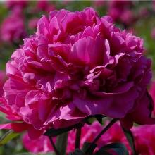 ПИОН АВИС ВАРНЕР горшок-с3