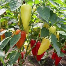 РАССАДА ПЕРЕЦ СЛАДКИЙ КНЯЗЬ СЕРЕБРЯНЫЙ кассета-6шт