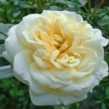 РОЗА ШРАБ ШАМПАНЬ РОКОКО пакет