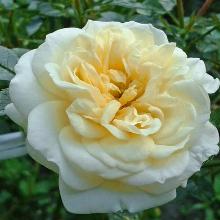 РОЗА ШРАБ ШАМПАНЬ РОКОКО горшок-с3