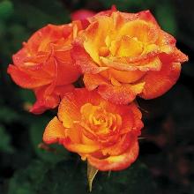 РОЗА ФЛОРИБУНДА САМБА ПАТИ горшок-с3