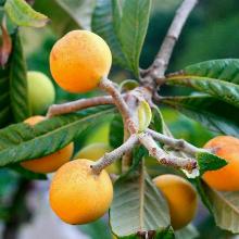 МУШМУЛА   горшок-с3 флос