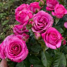 РОЗА СПРЕЙ ПЕРПЛ ИРИШКА горшок-с3