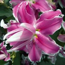 ЛИЛИЯ ЛИЛА КЛАУД ВОСТОЧНЫЙ ГИБРИД 2шт-пакет