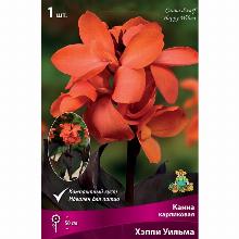 КАННА ХЕППИ УИЛЬМА карточка поиск