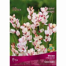 ИКСИЯ СПОТЛАЙТ 10шт-карточка поиск