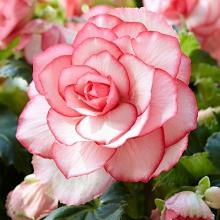 БЕГОНИЯ БУТОН ДЕ РОУЗ карточка поиск