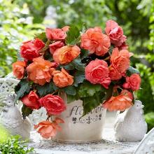 БЕГОНИЯ КАСКАД ОДОРОСА СВИТ ПИНК 2шт-карточка поиск