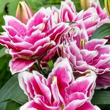 ЛИЛИЯ ФАБЬЕН карточка поиск