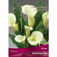 КАЛЛА КЭПТИН ВЕНТУРА карточка поиск