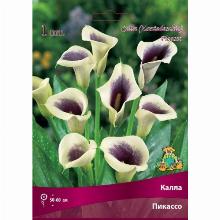 КАЛЛА ПИКАССО карточка поиск