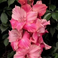 ГЛАДИОЛУС РОССИЯ 10шт-пакет