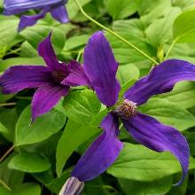 КЛЕМАТИС ГОЛУБОЙ ОКЕАН горшок-с1