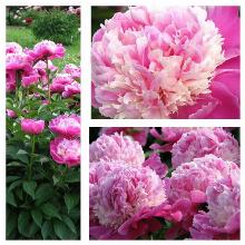 ПИОН КОРА СТАБС пакет