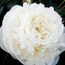 ПИОН ДОКТОР ЭФ ДЖИ БРЕТУР пакет