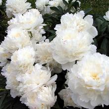 ПИОН КЕЛВЕЙС ГЛОРИУС пакет