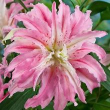 ЛИЛИЯ БРОКЕН ХАРТ ВОСТОЧНЫЙ ГИБРИД пакет