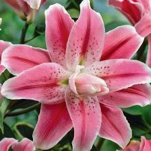 ЛИЛИЯ СВИТ РОЗИ ВОСТОЧНЫЙ ГИБРИД пакет