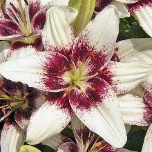 ЛИЛИЯ ИЗИ СПОТ АЗИАТСКИЙ ГИБРИД (СЕРИЯ ТАНГО) пакет