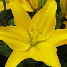 ЛИЛИЯ ИЗИ САН АЗИАТСКИЙ ГИБРИД пакет