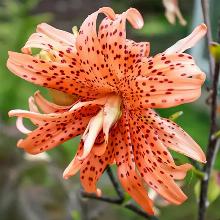 ЛИЛИЯ ФЛОР ПЛЕНО ТИГРОВАЯ пакет