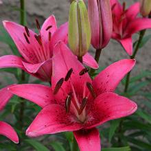 ЛИЛИЯ ПИНК КАУНТИ АЗИАТСКИЙ ГИБРИД пакет