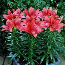 ЛИЛИЯ ХЕППИ ХАРТ АЗИАТСКИЙ ГИБРИД 1шт-пакет