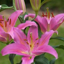 ЛИЛИЯ МАУНТ КУК ВОСТОЧНЫЙ ГИБРИД пакет