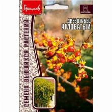 ДРЕВОГУБЕЦ УГЛОВАТЫЙ 25 ШТ семена редких растений