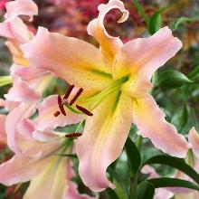 ЛИЛИЯ ЭЛЮЗИВ ОТ-ГИБРИД горшок-с1