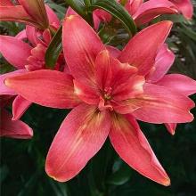 ЛИЛИЯ ХОТПАНТС АЗИАТСКИЙ ГИБРИД горшок-с1