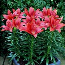 ЛИЛИЯ ХЕППИ ХАРТ АЗИАТСКИЙ ГИБРИД горшок-с1