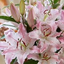 ЛИЛИЯ ВИРТУОЗО ВОСТОЧНЫЙ ГИБРИД горшок-с1