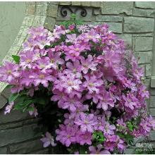 КЛЕМАТИС КОМТЕСС ДЕ БУШЕ горшок-с3