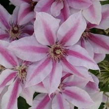 КЛЕМАТИС ДАРИУС горшок-с3